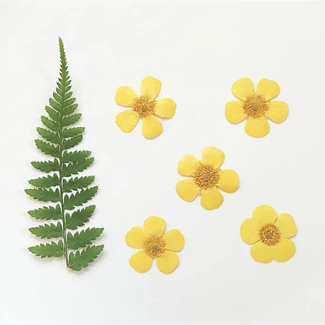 1.5-2cm/24pcs,Nature Real butt - Holiday Candle Set review and price